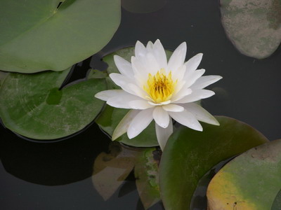 White  Hard Waterlily 